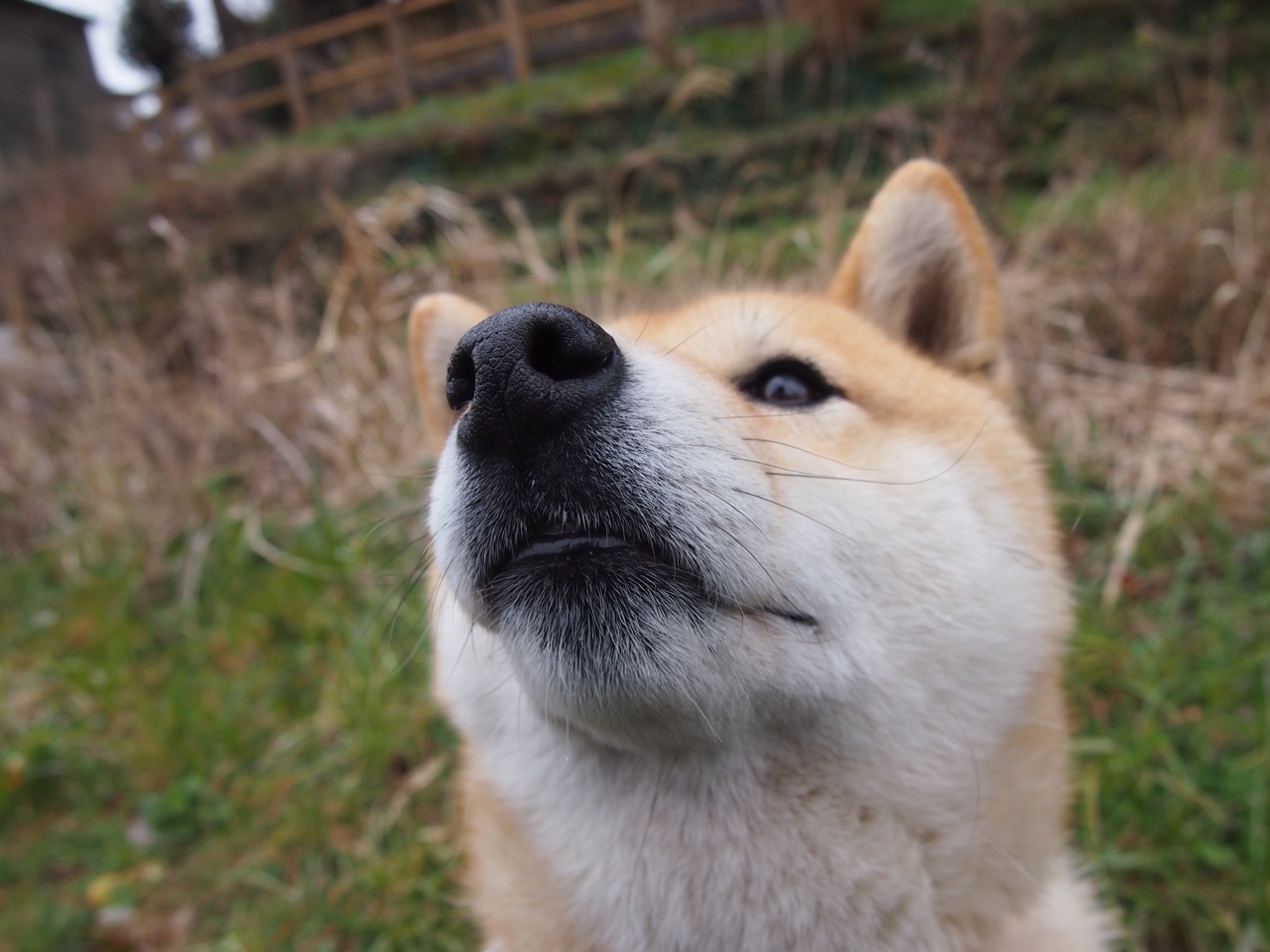 绿茵场的爆发与政治场的强压，奥亚尔萨瓦尔之光与澳大利亚的乌克兰棋局