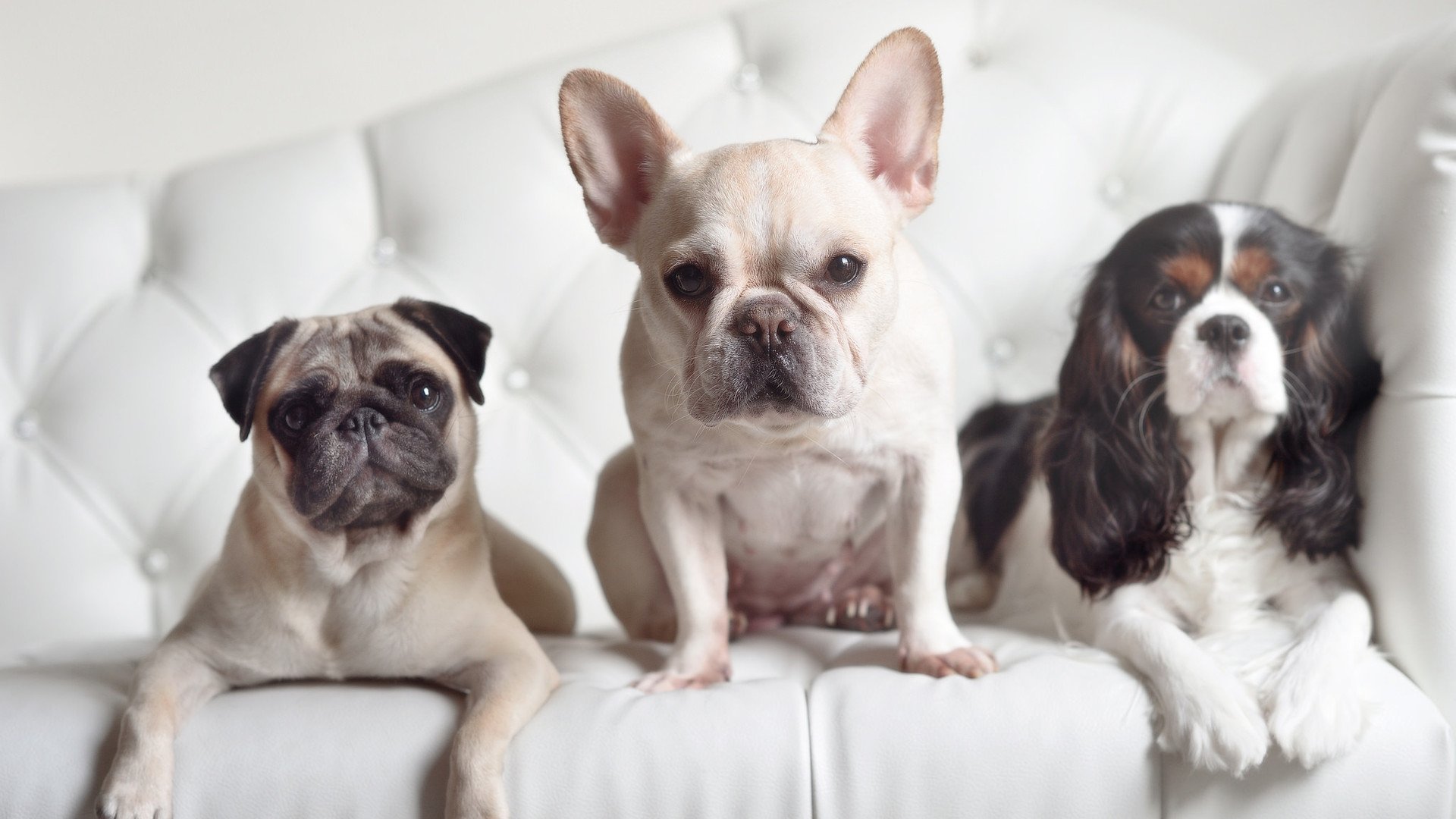 欧冠决赛焦点战，凯尔特人压哨绝杀黄蜂，荣耀之夜谱写传奇