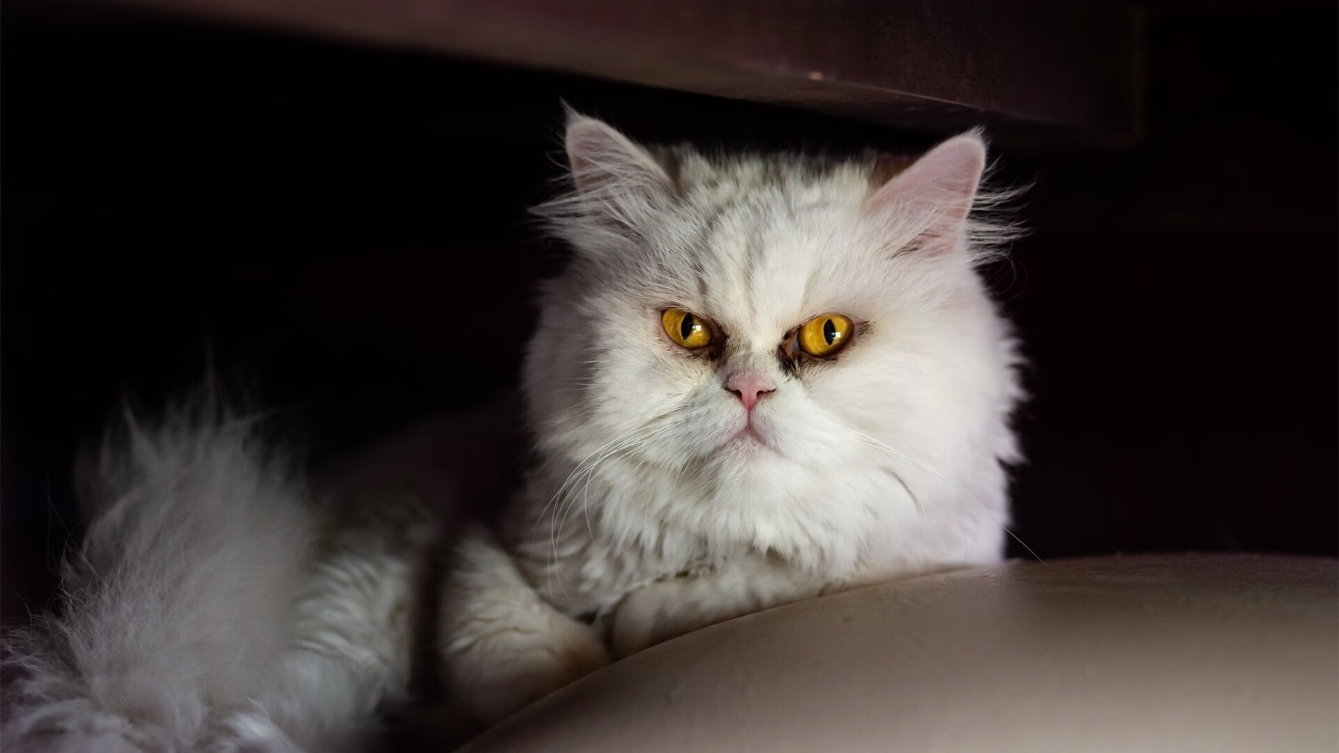 无解世界波与南美寒流,特奥爆发,玻利维亚强行终结埃及