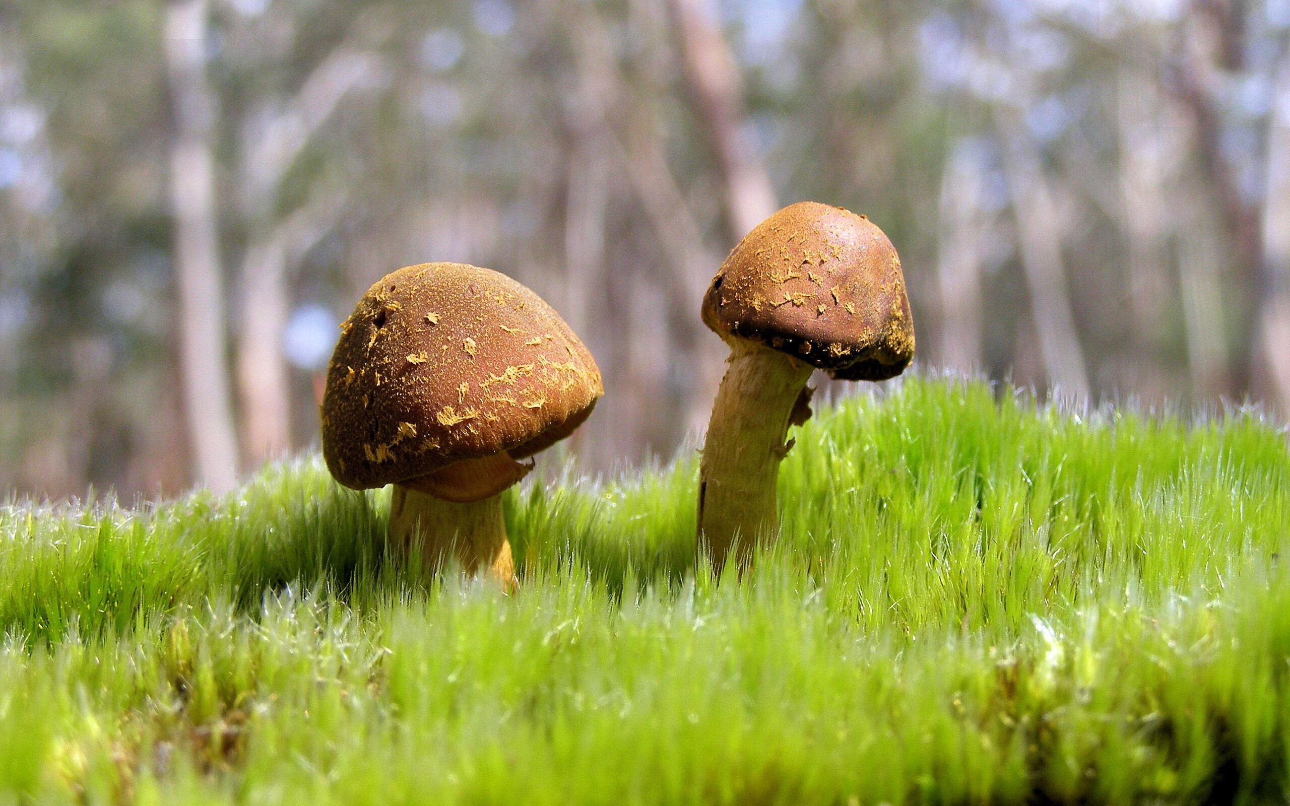 NBA总决赛之夜，库里史诗级压制表现，三分如雨，统治时代