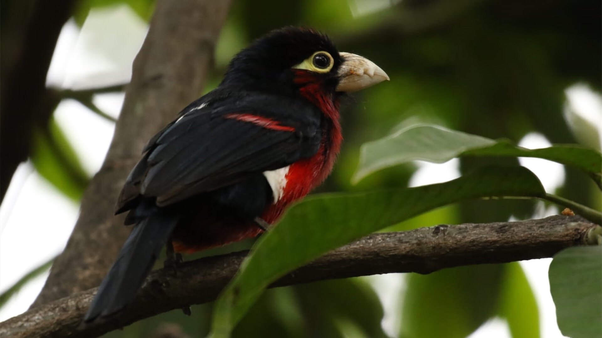 关键先生是怎样炼成的？从猛龙加时险胜到约基奇的终极答案