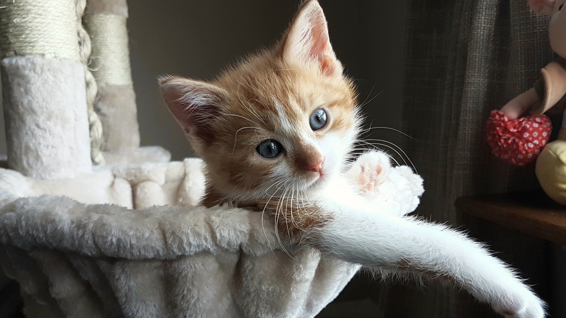 死亡之组生死战,南美高原之鹰与沙漠之狐的决斗