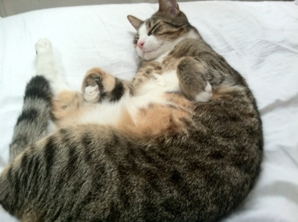 F1街道赛之夜,篮球巨星拉梅洛跨界助攻制胜