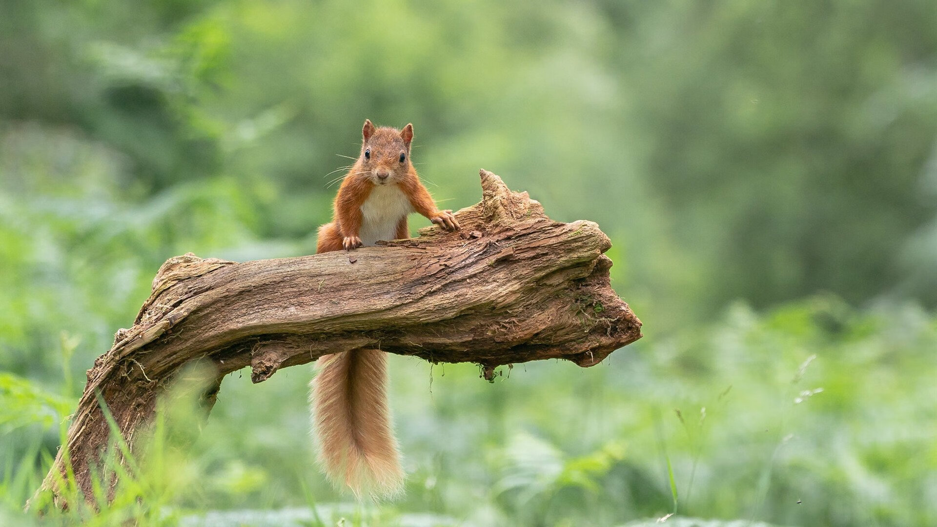 自我救赎之战，字母哥率尼克斯击败吉林队，重燃巨星光芒