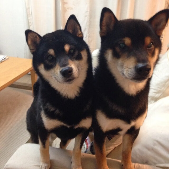 独行侠客场大胜黄蜂，布伦森压力之下完成爆发