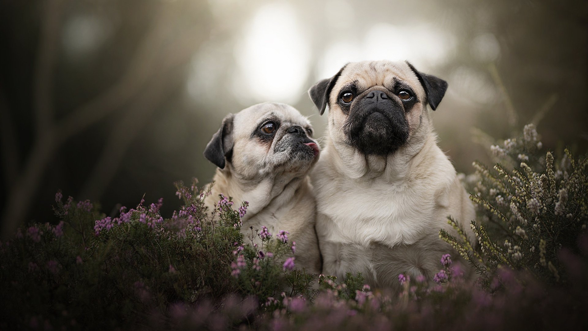 决战威斯特法伦，背水一战之夜，福克斯扛起全队