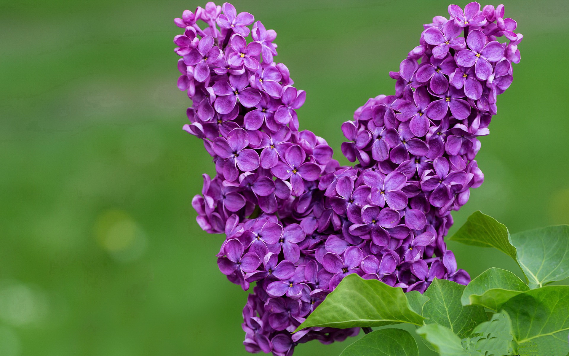 神来之笔定乾坤，蒂亚戈以一己之力改写埃及对阵加拿大之战局