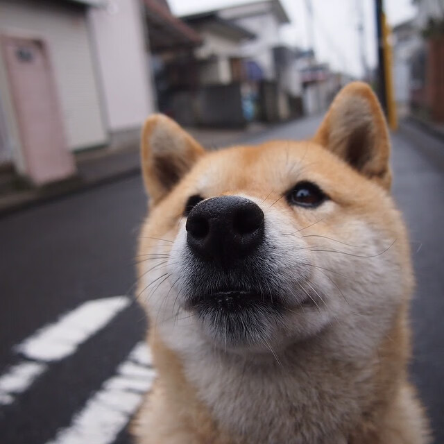 跨越大洋的荣耀，黄蜂淘汰爵士展韧性，马克西德比之夜铸传奇