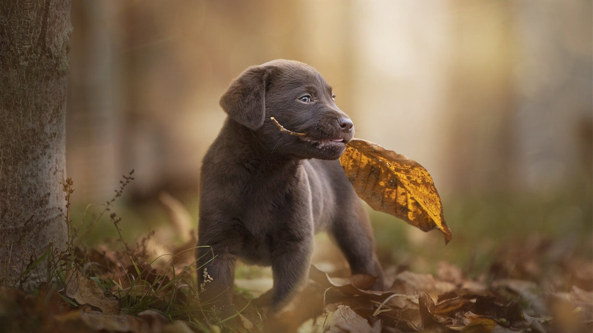 铁骑踏碎玫瑰城,西亚卡姆主宰关键战场