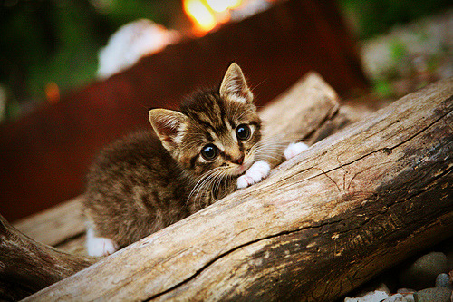 西决生死战之夜,浓眉以一己之力扛起湖人