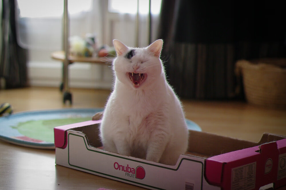 世俱杯赛程-东决关键战，阿尔及利亚强势压制埃及，沙漠之狐锁定胜局