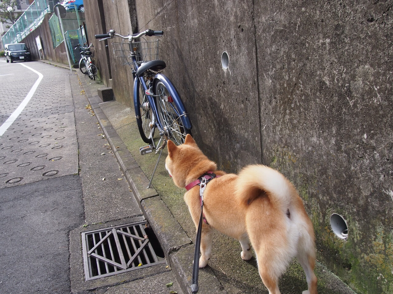 北欧风暴席卷雷恩,范戴克式统治力,挪威客场轻取彰显战术碾压