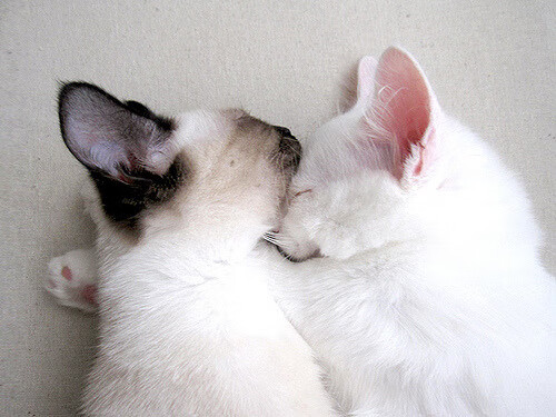 德甲争冠焦点战，埃及神锋提前终结悬念，牙买加飞翼徒留遗憾