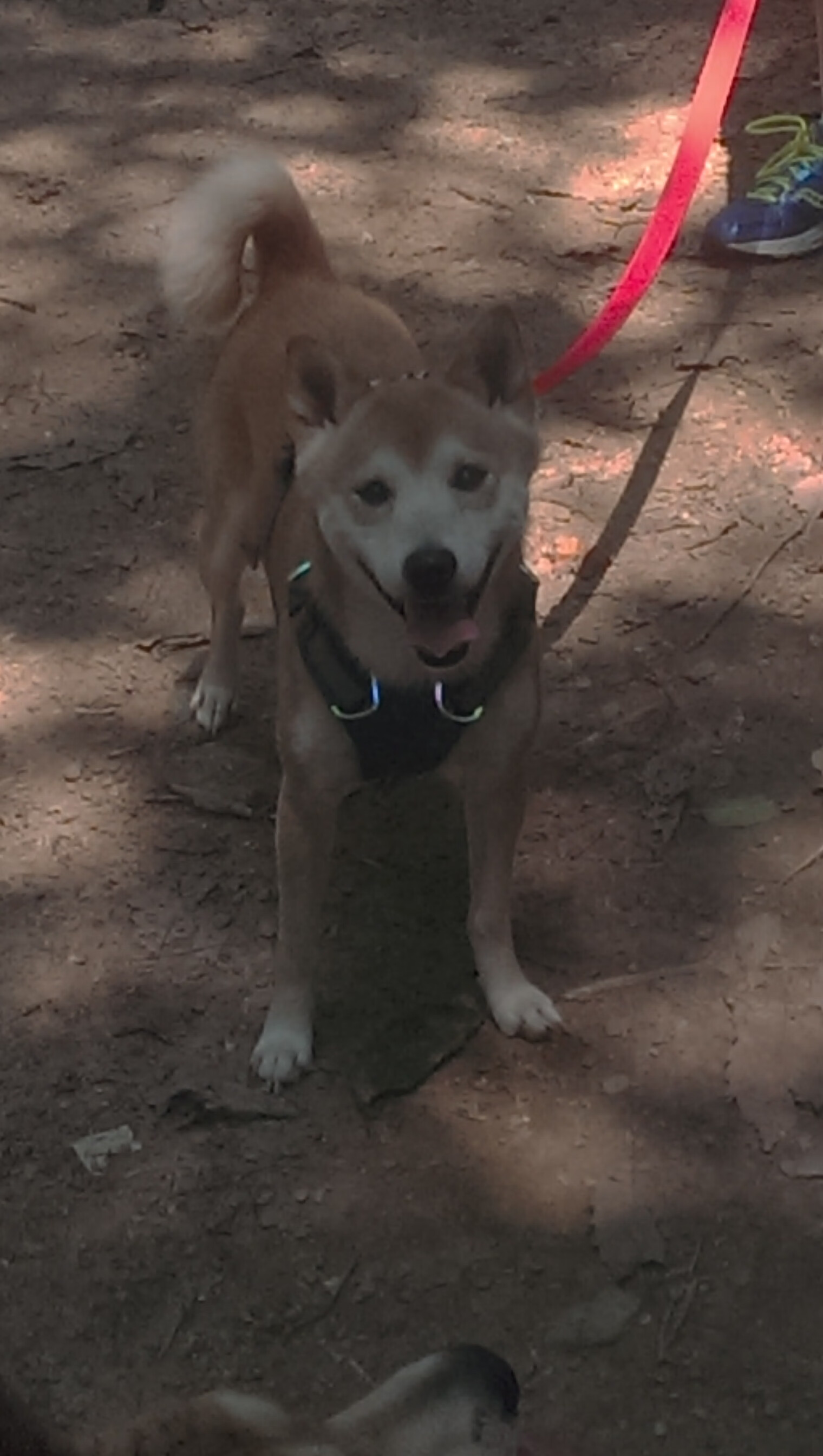 德甲争冠焦点战，埃及神锋提前终结悬念，牙买加飞翼徒留遗憾