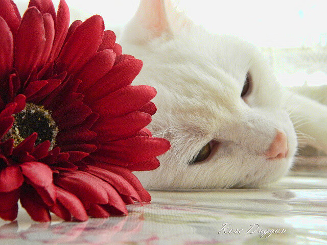 欧洲之星闪耀友谊赛,若日尼奥爆发,勒沃库森速胜洪都拉斯