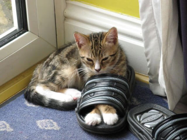 福登奇迹！克罗地亚防线在他面前如纸糊，安哥拉新王加冕夜震撼世界