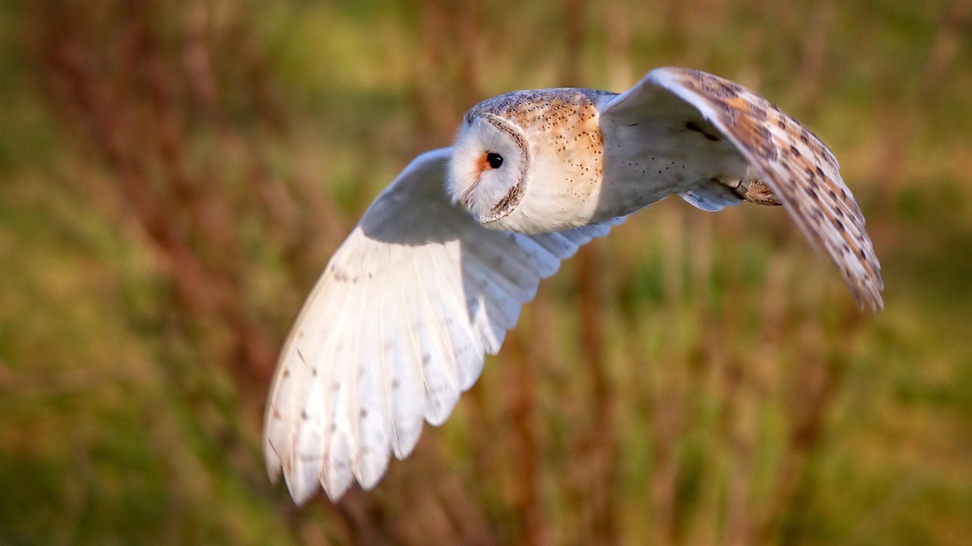 季后赛抢七之夜，贝恩关键时刻站出来，力挽狂澜